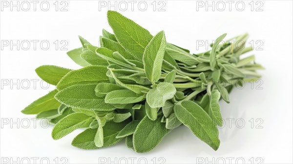 A small bunch of fresh green sage leaves on a white background, AI generated