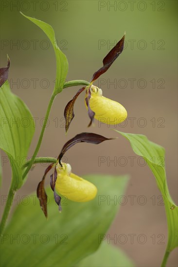 Close-up of lady's-slipper orchid (Cypripedium calceolus) blossoms in a forest in spring, Upper