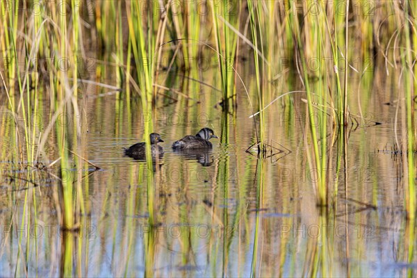 Least grebe (Tachybaptus dominicus) Pantanal Brazil