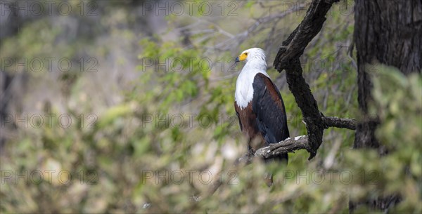 African fish eagle (Haliaeetus vocifer) perched on a branch, Kruger National Park, South Africa,