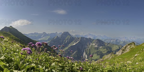 Mountain panorama with Alpendostyles (Adenostyles) from Laufbacher-Eckweg to Hoefats, 2259m,