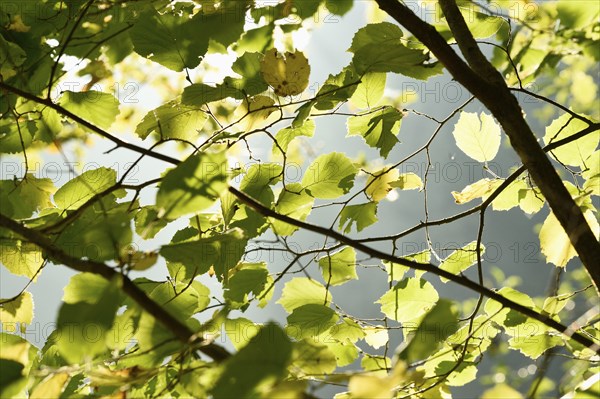 Common hazel (Corylus avellana) leaves in a forest in autumn