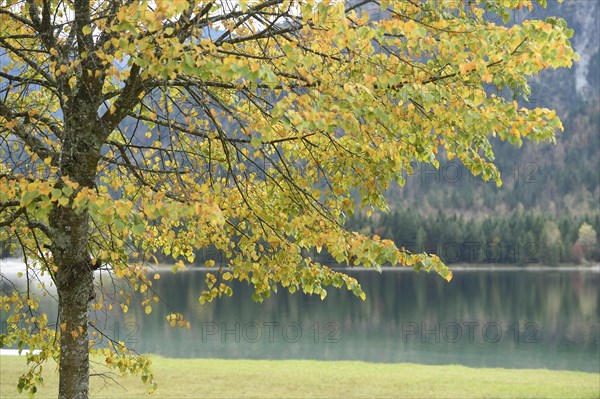 Landscape of a silver lime or silver linden (Tilia tomentosa) next to a clear lake (Plansee) in