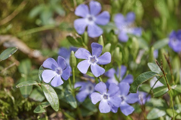 Close-up of lesser periwinkle (Vinca minor) flowers in spring