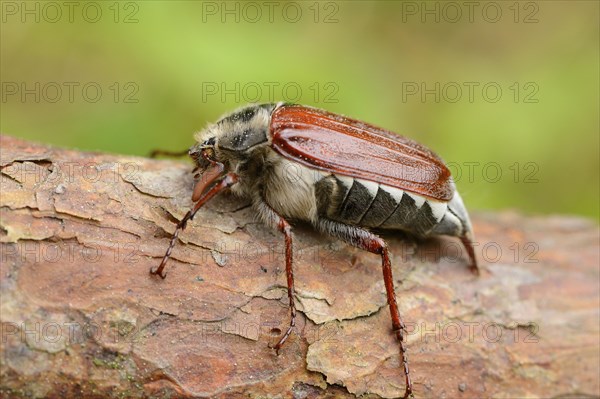Close-up of a common cockchafer (Melolontha melolontha) in a forest in spring
