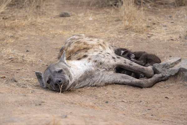 Spotted hyenas (Crocuta crocuta), adult female, lying down, suckling her young, Kruger National