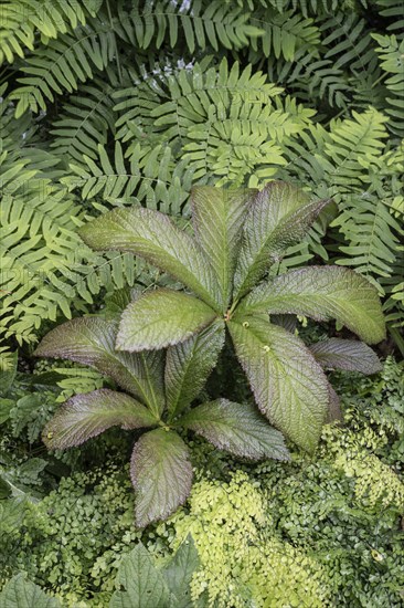 Reed canary fern (Rodgersia aesculifolia) between royal fern (Osmunda regalis) and venus hair fern