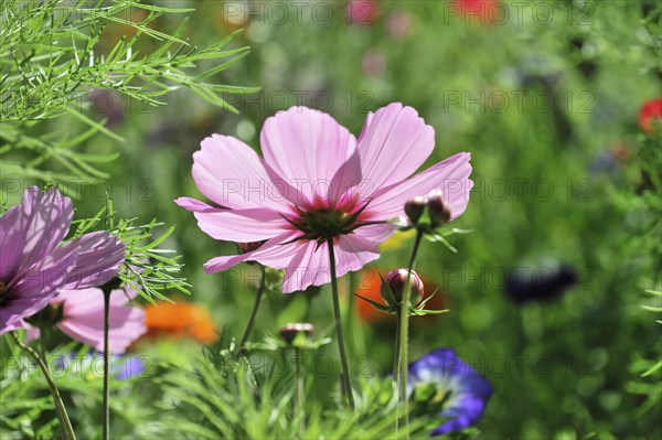 Mexican aster (Cosmea bipinnata), Schwaebisch Gmuend, Baden-Wuerttemberg, Germany, Europe, A pink