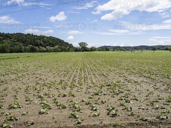 Pumpkin field at the edge of the forest, near Heimschuh, Styria, Austria, Europe