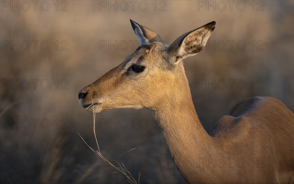 Impala (Aepyceros melampus) in the evening light, female, animal portrait, Black Heeler Antelopes,