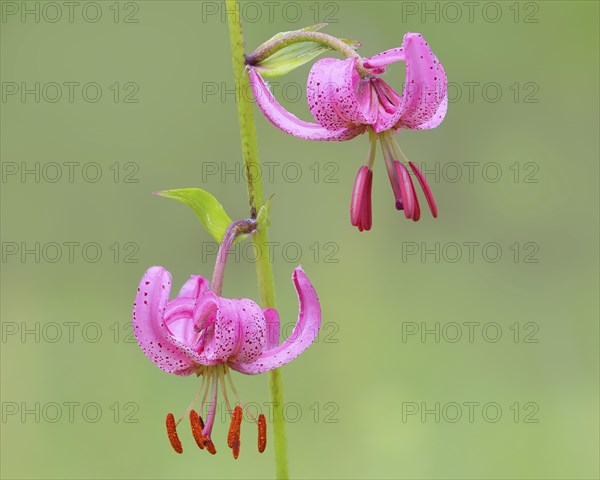 Martagon lily (Lilium martagon) in a forest in spring, lily family, 2 flowers, macro, nature