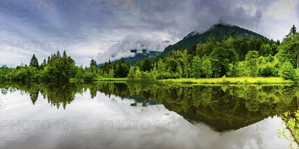 Water reflection in the moor pond, near Oberstdorf, Oberallgaeu, Allgaeu, Bavaria, Germany, Europe