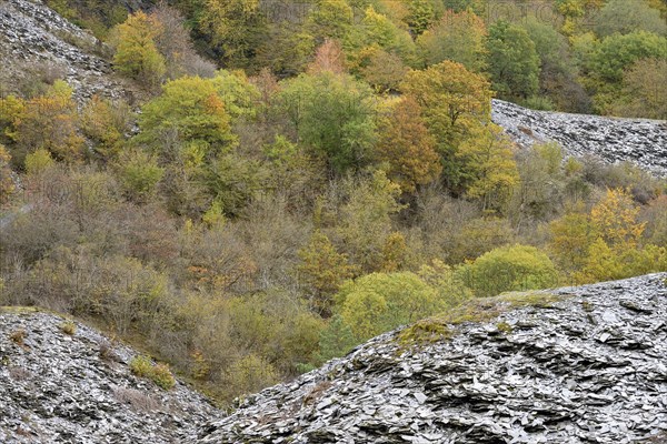 Deciduous trees with autumn leaves growing between high slate slopes, Eastern Eifel,