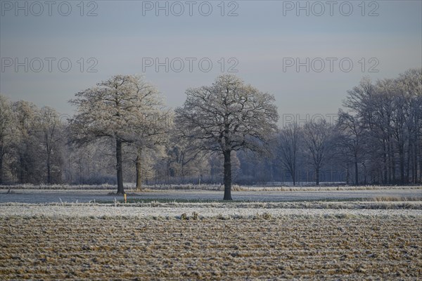 Winter landscape with frozen trees on a field under a clear sky, Frosty winter time in the early