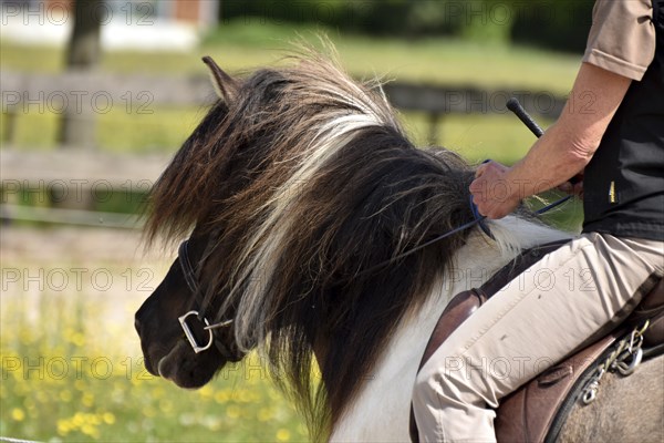 Close-up of a ridden Icelandic horse with equipment and typical long hair