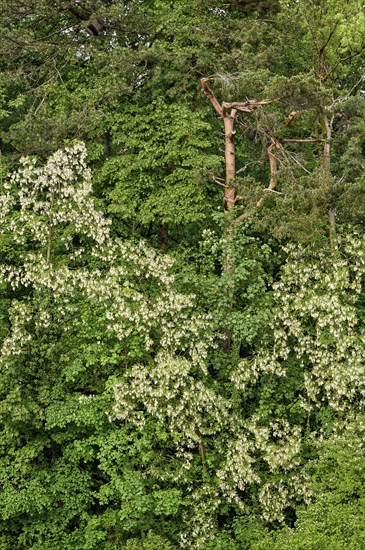 Mixed forest, common robinia flowering, Allgaeu, Bavaria, Germany, Europe