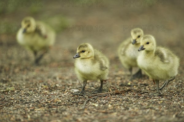 Close-up of a Canada goose (Branta canadensis) chicks in spring