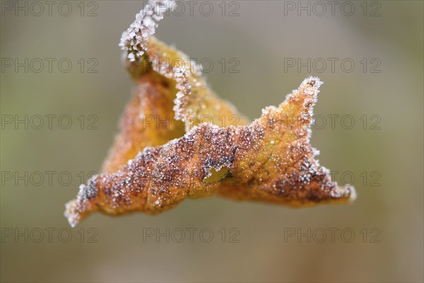 Close-up of a common hazel (Corylus avellana) leaf in winter