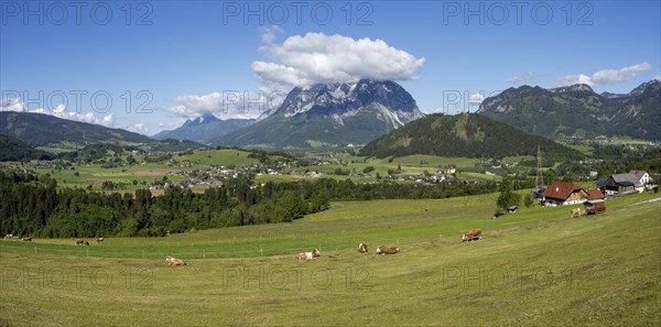 Cows grazing in a meadow, Ennstal, Grimming in the background, panoramic view, near Aigen im