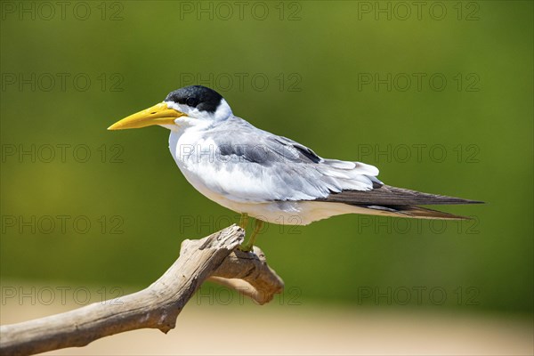 Large-billed Tern (Phaetusa simplex) Pantanal Brazil