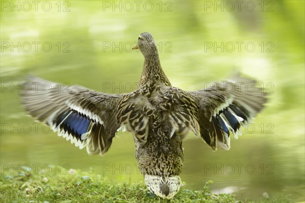 Close-up of a mallard or wild duck (Anas platyrhynchos) at the water stain of a little lake in