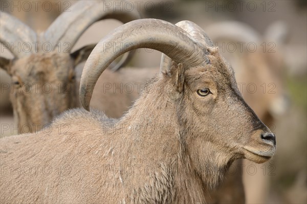 Close-up of a Barbary sheep (Ammotragus lervia) buck