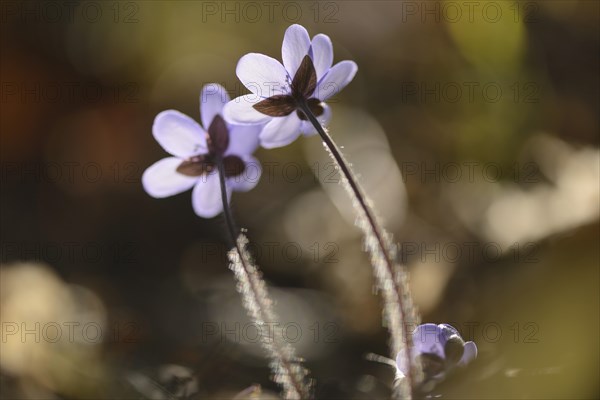 Close-up of a Common Hepatica (Anemone hepatica) blossoms in a forest on a sunny evening in spring