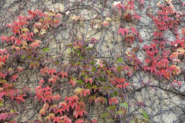 Wild Vine, Maiden Vine (Parthenocissus quinquefolia) with fruits and autumn leaves clinging to a