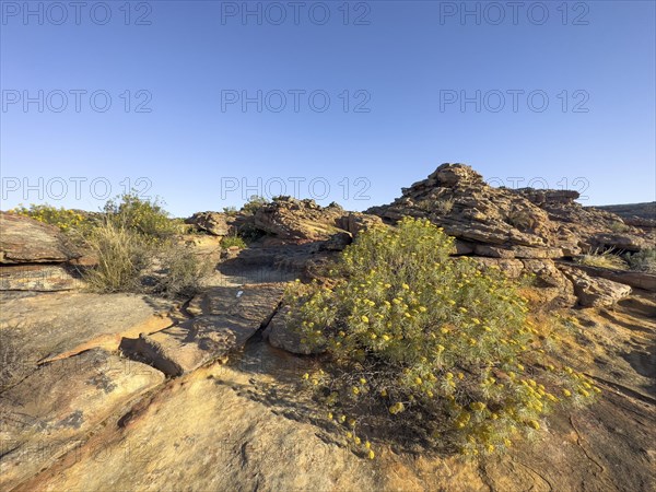 Hiking trail Sevilla Art Rock Trail, dry landscape with yellow and red rocks, Cederberg Mountains,