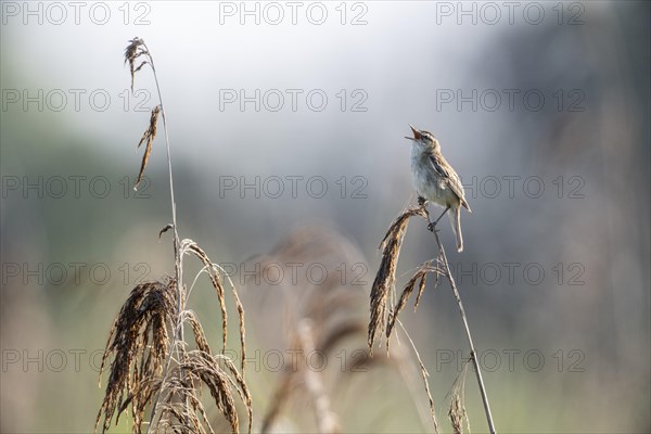 Sedge warbler (Acrocephalus schoenobaenus), Lower Saxony, Germany, Europe