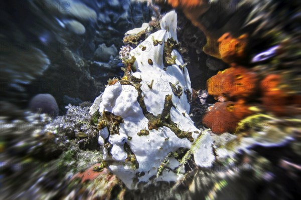 Giant frogfish (Antennarius commersoni), Wakatobi Dive Resort, Sulawesi, Indonesia, Asia