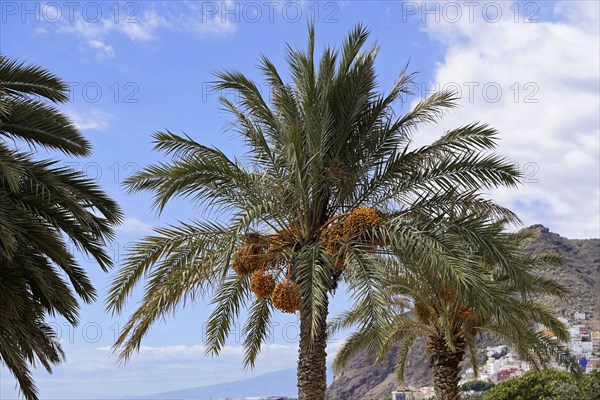 Sandy beach beach Playa de Las Teresitas, near San Andres, Tenerife, Canary Islands, Spain, Europe,