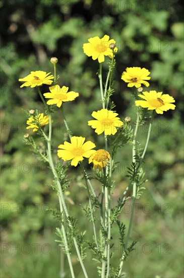 Golden daisy (Euryops spec.), Flower meadow, Baden-Wuerttemberg, Germany, Europe, Vivid yellow