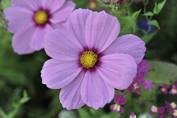 Jewellery basket, cosmea (Cosmea bipinnata), Schwaebisch Gmuend, Baden-Wuerttemberg, Germany,