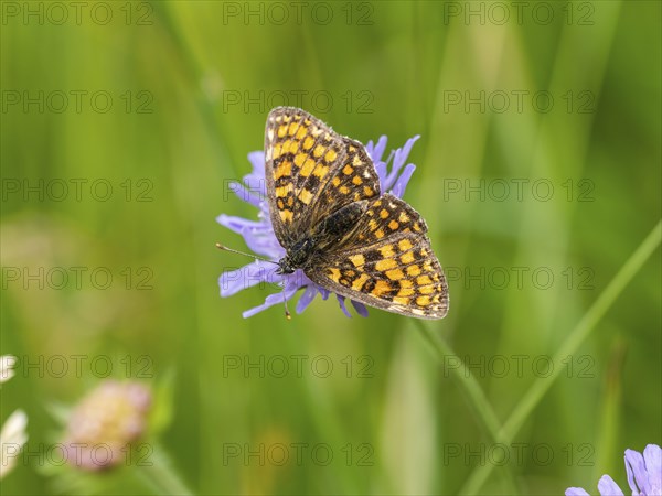 Queen of Spain fritillary (Issoria lathonia) in a meadow clover, near St. Andrae-Hoech, Sausal,