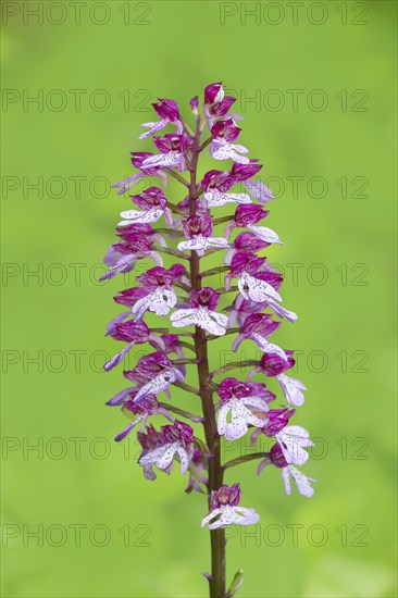 Northern marsh-orchid (Orchis purpurea), inflorescence, flowering, macro, nature photography,