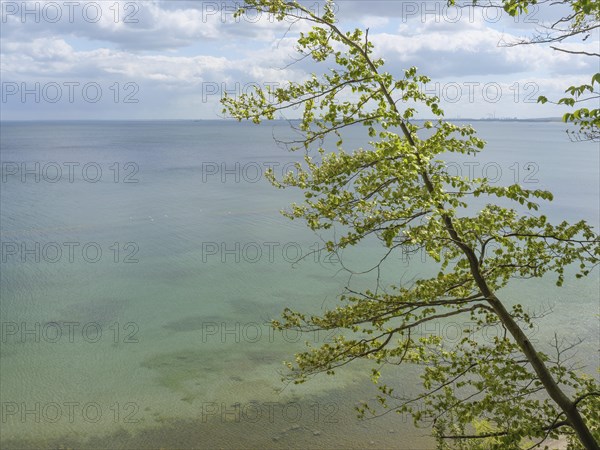Another tree with green leaves stands out against the calm sea with a clear view and slightly