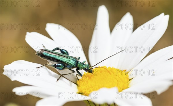 Thick-legged flower beetle (Oedemera nobilis), male, close-up, shiny metallic green beetle on a