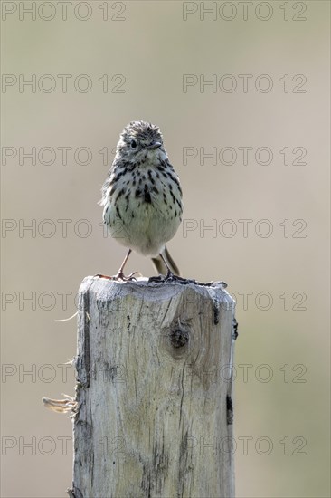 Meadow Pipit (Anthus pratensis), Emsland, Lower Saxony, Germany, Europe