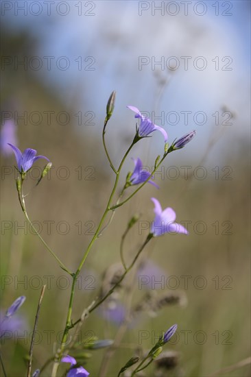 Close-op of spreading bellflower (Campanula patula) blossoms in a meadow in spring