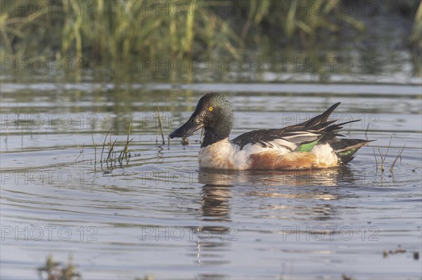 Northern shoveler (Spatula clypeata), Lower Saxony, Germany, Europe