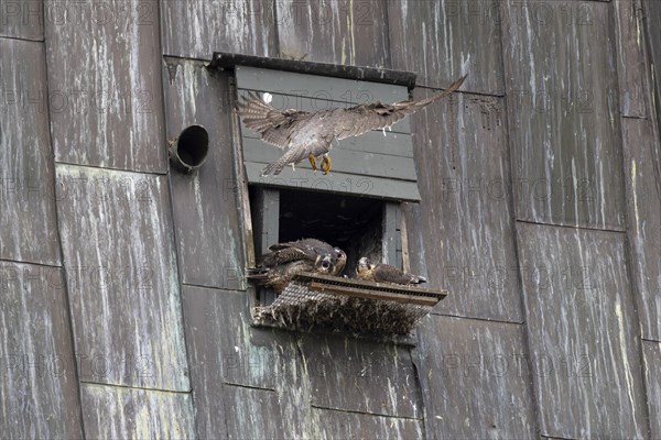Peregrine falcon (Falco peregrinus), adult bird approaching the nesting box, in the church spire of