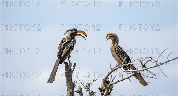 Red-ringed tocos (Tockus leucomelas) sitting on a branch against a blue sky, with open beak, Kruger
