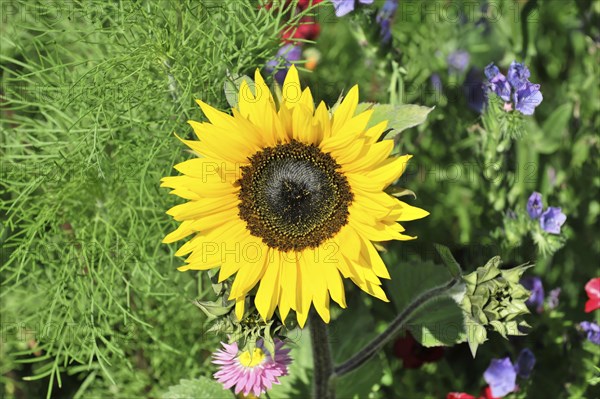 Sunflower (Helianthus annuus), flowering, Baden-Wuerttemberg, Germany, Europe, Yellow sunflower in