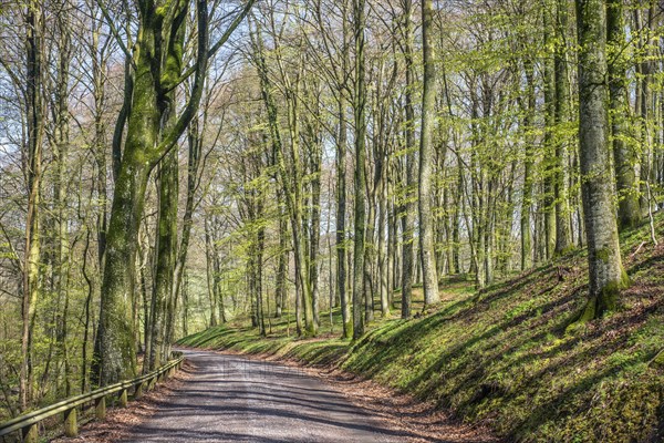 Road in a beech forest (Fagus sylvatica) in the springtime in Fyledalen, Tomelilla community, Skane