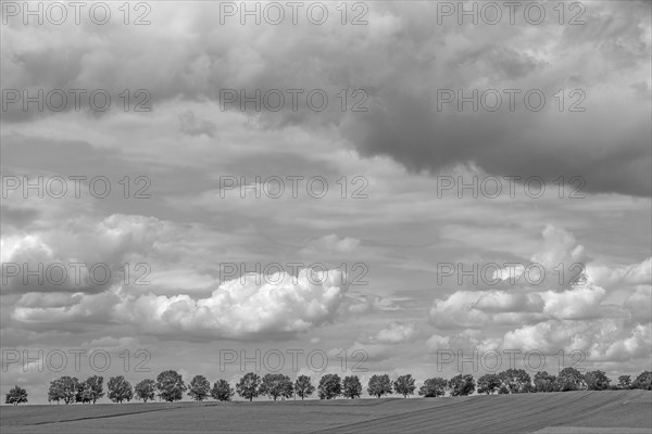Lime tree (Tilia platyphyllos) with cloudy sky, Kalchreuth, Middle Franconia, Bavaria, Germany,