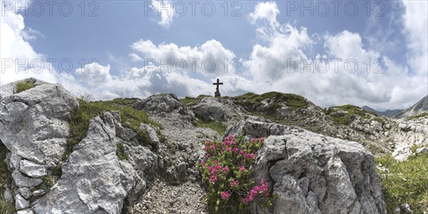 Alpine rose blossom, rhododendron, Koblat-Hoehenweg on the Nebelhorn, Allgaeu Alps, Allgaeu,