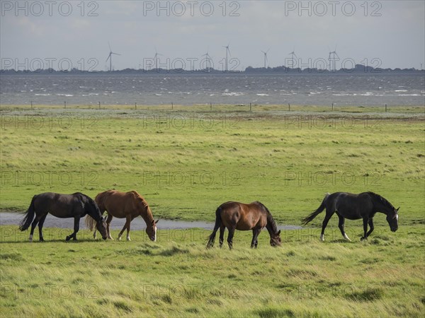 Four horses grazing on a green meadow near a small waterhole with wind turbines in the background,
