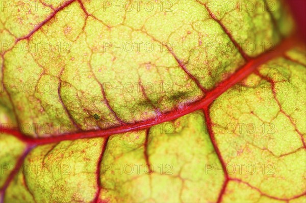 Coloured Chard (Beta vulgaris subsp. cicla) growing in a garden in autumn