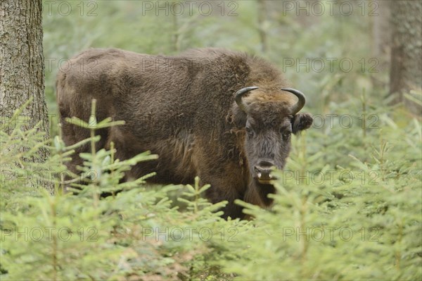 Close-up of a European bison (Bison bonasus) in a forest in spring, Bavarian Forest National Park,